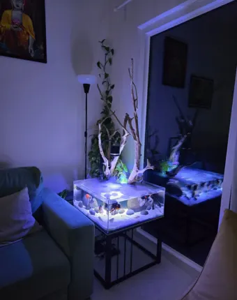 Unique Aquarium Decor & Supplies