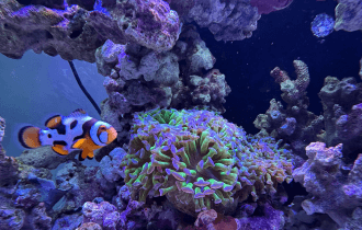 fishtank Expert Consultation & Support service
