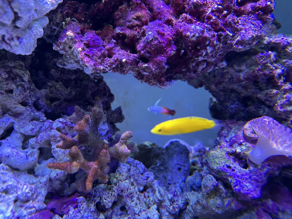 fishtank fish page image one