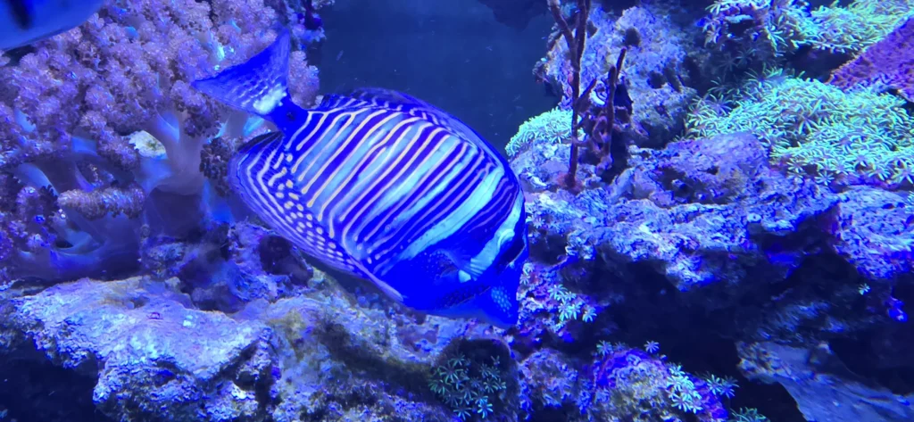 fishtank fish page image eight