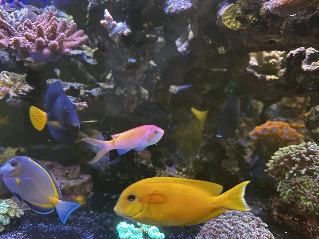 fishtank fish page image one