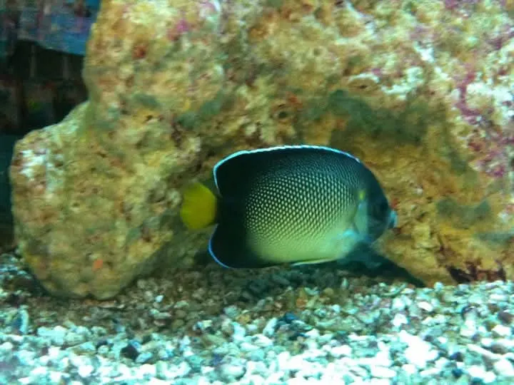 fishtank fish page image seven