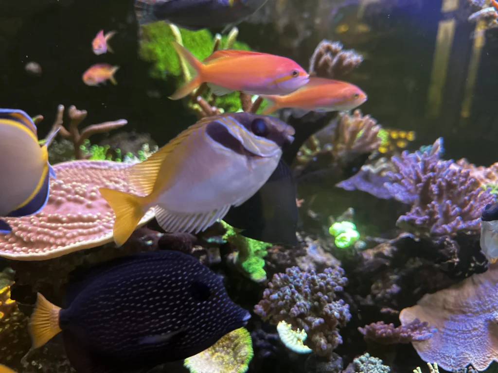 fishtank fish page image one