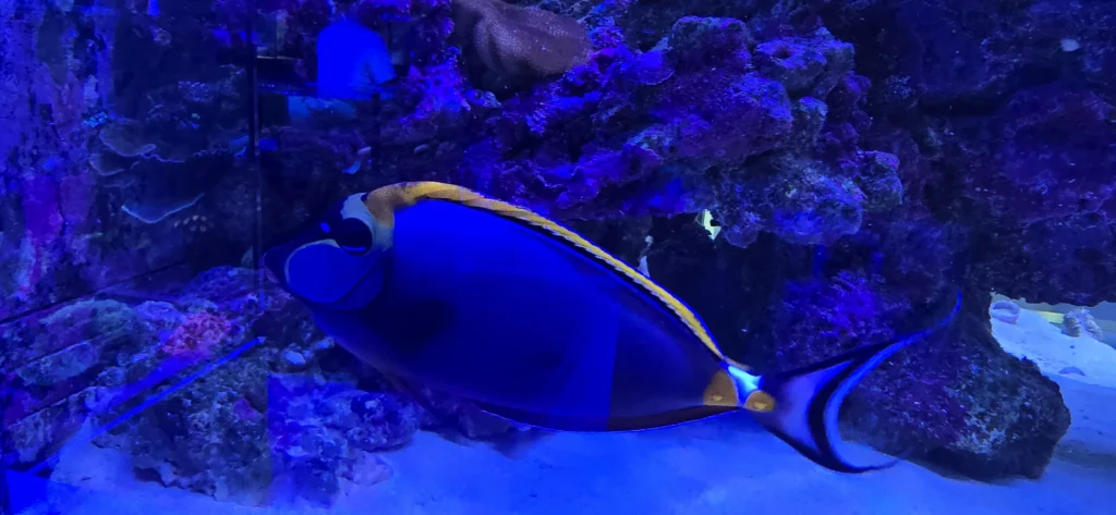 fishtank fish page image twelve